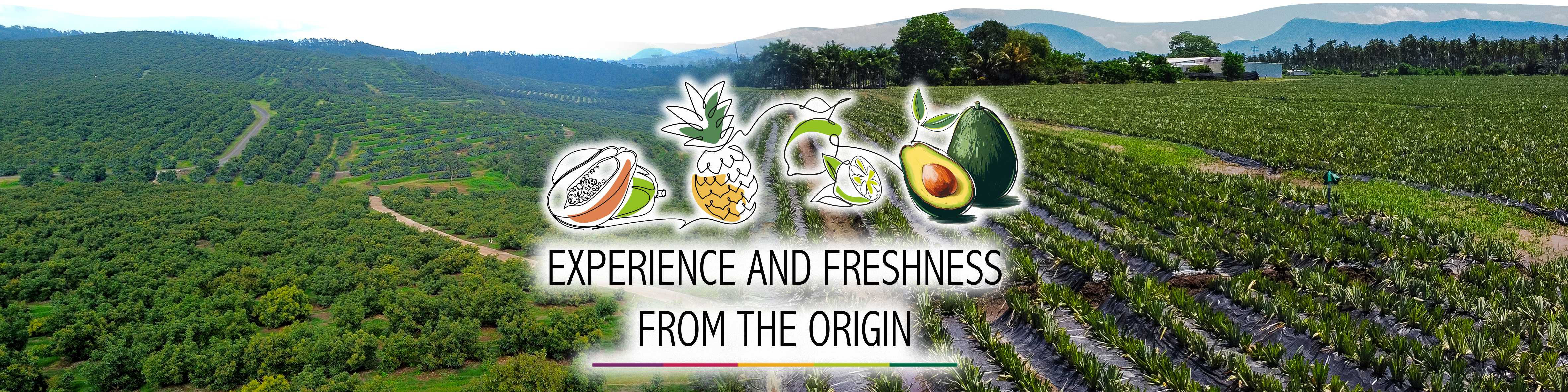 Paisaje agrícola y mensaje: experiencia y frescura desde el origen — Viva Papaya