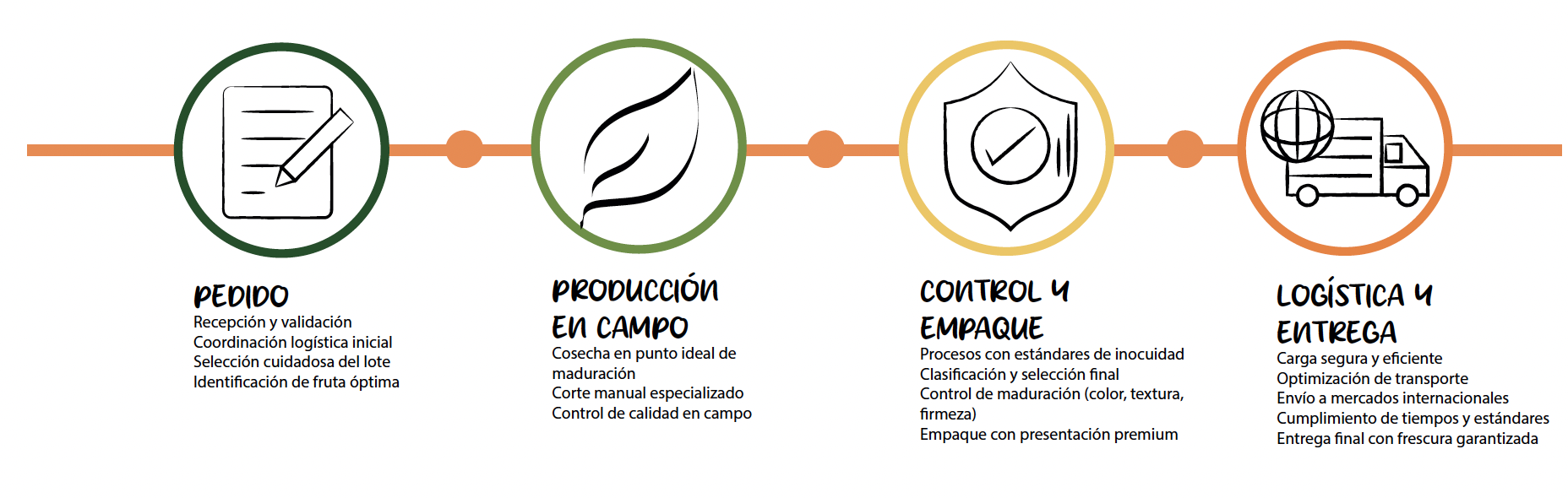 Infografía de la cadena de valor: pedido, producción en campo, control y empaque, logística y entrega — Viva Papaya