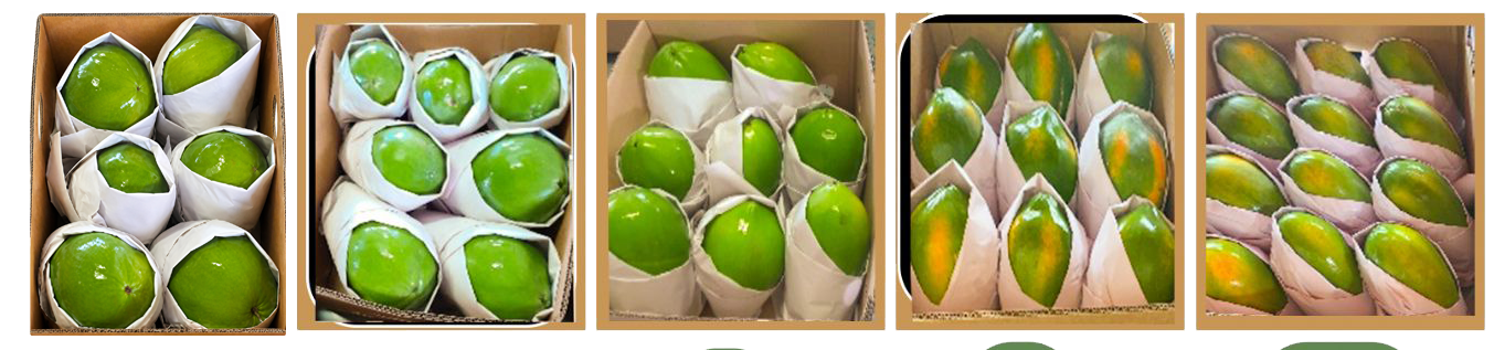 Comparativo de calibres de papaya en caja — Viva Papaya