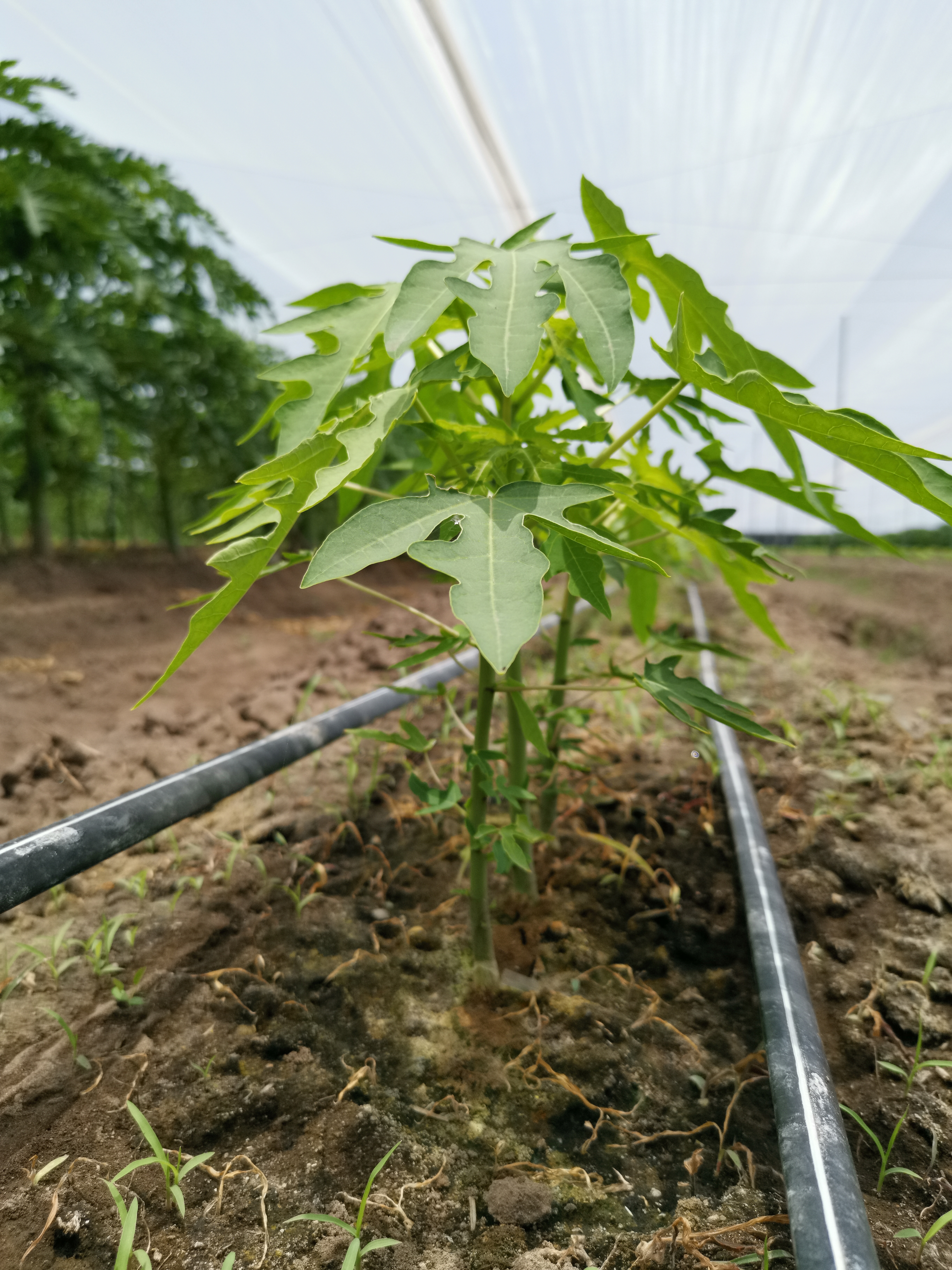 Siembra y planta joven de papaya en campo — Viva Papaya