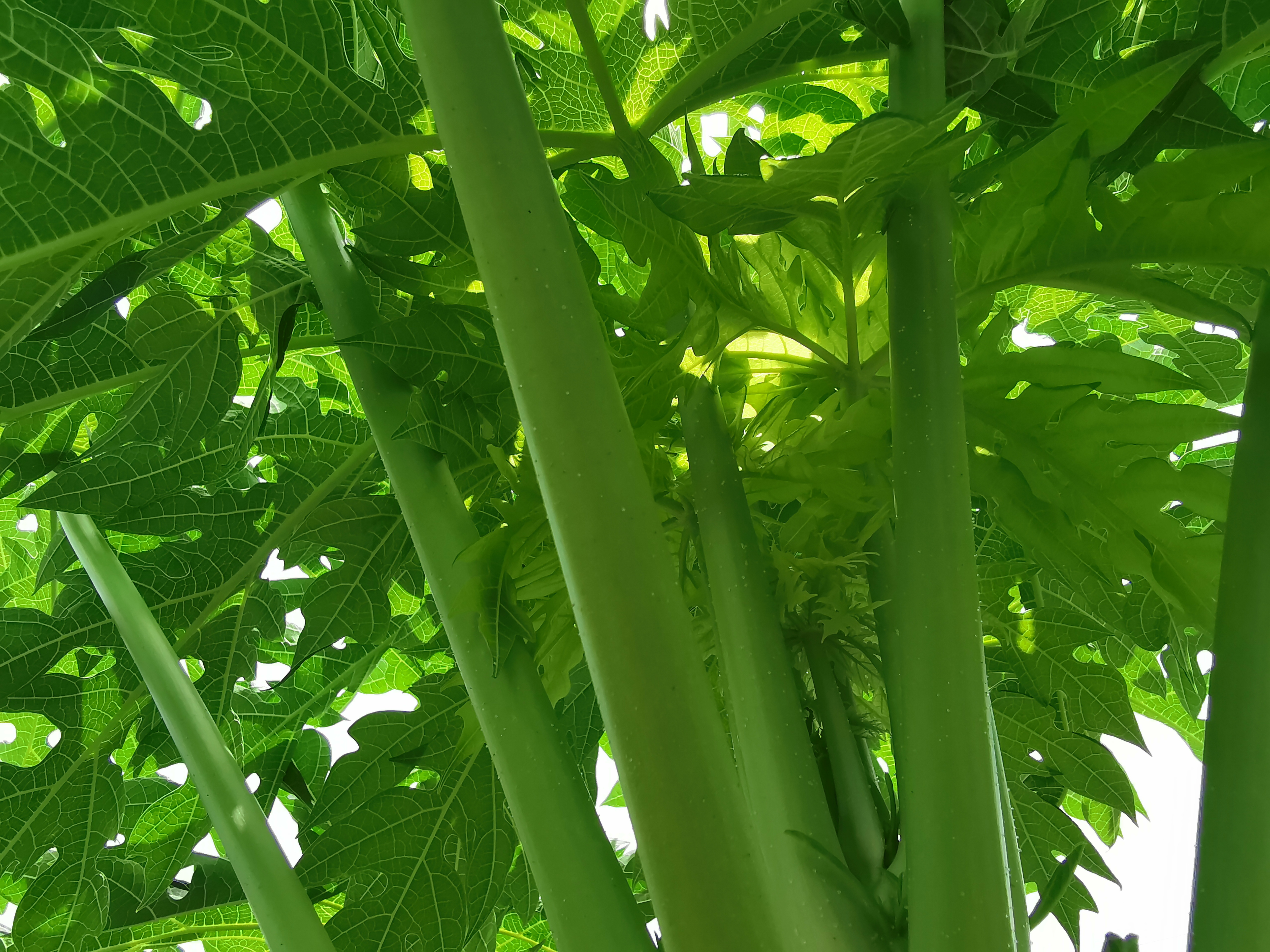 Cultivo de papaya — nutrición y desarrollo — Viva Papaya