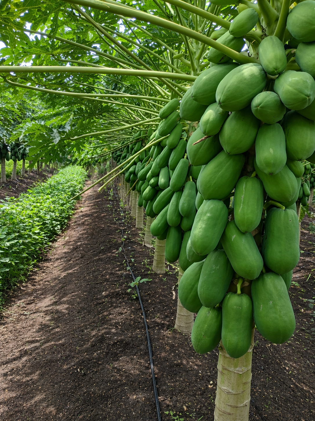 Selección de papaya en campo — Viva Papaya