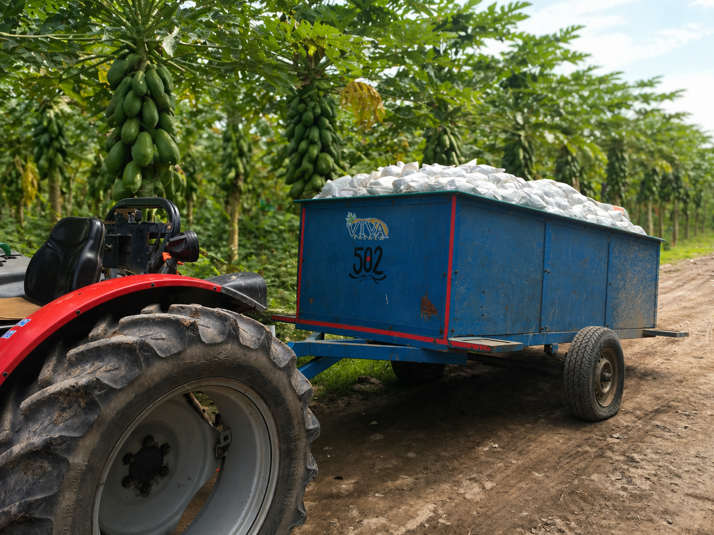 Cosecha y corte de papaya en campo — Viva Papaya