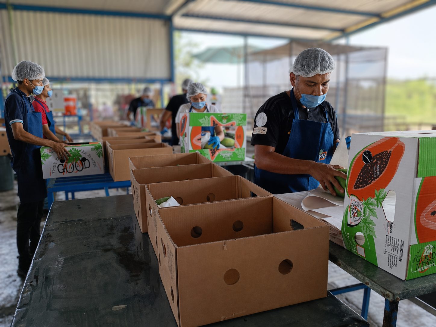Inocuidad alimentaria en planta de empaque — Viva Papaya