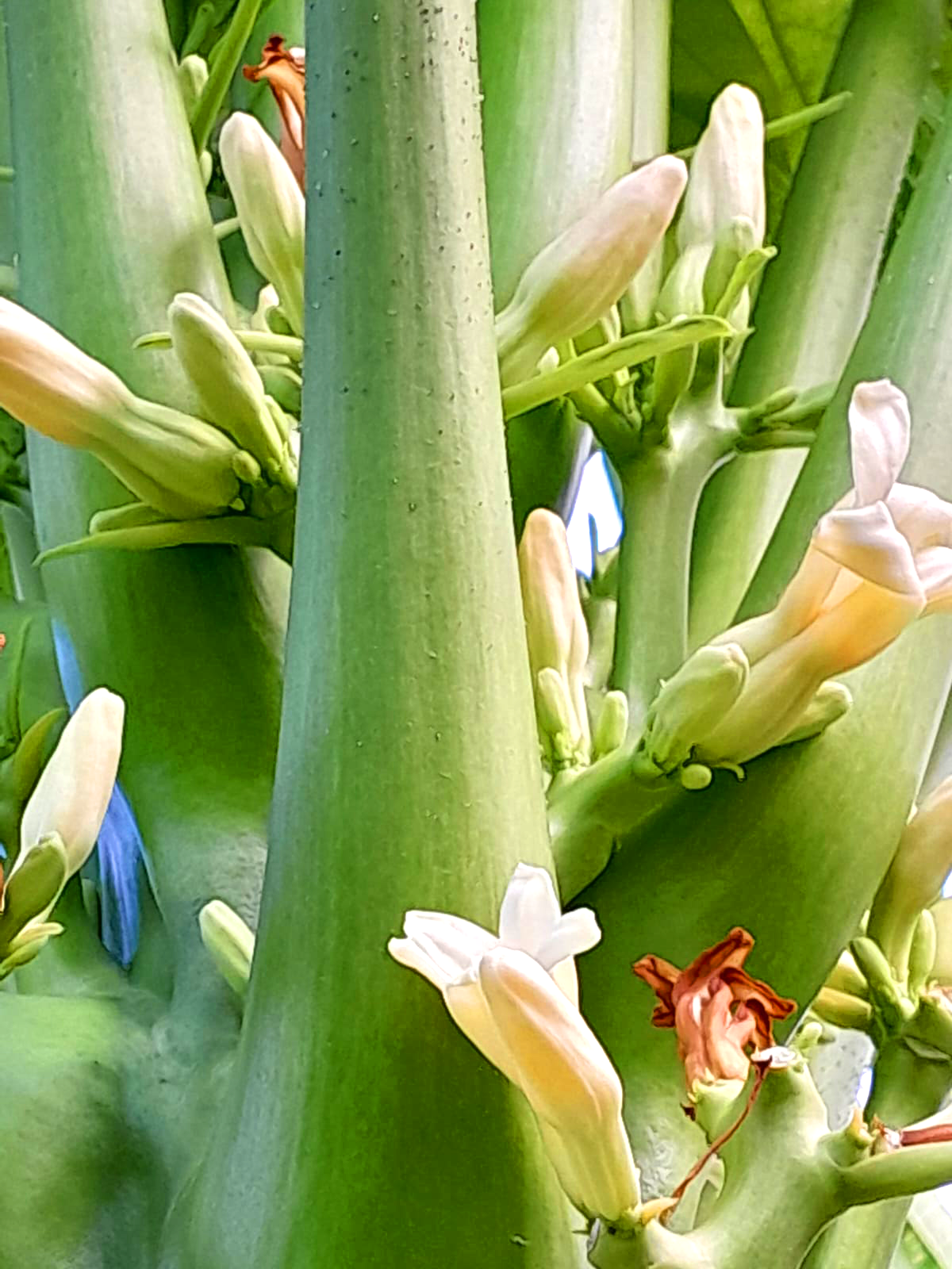 Floración y fruto en cultivo de papaya — Viva Papaya