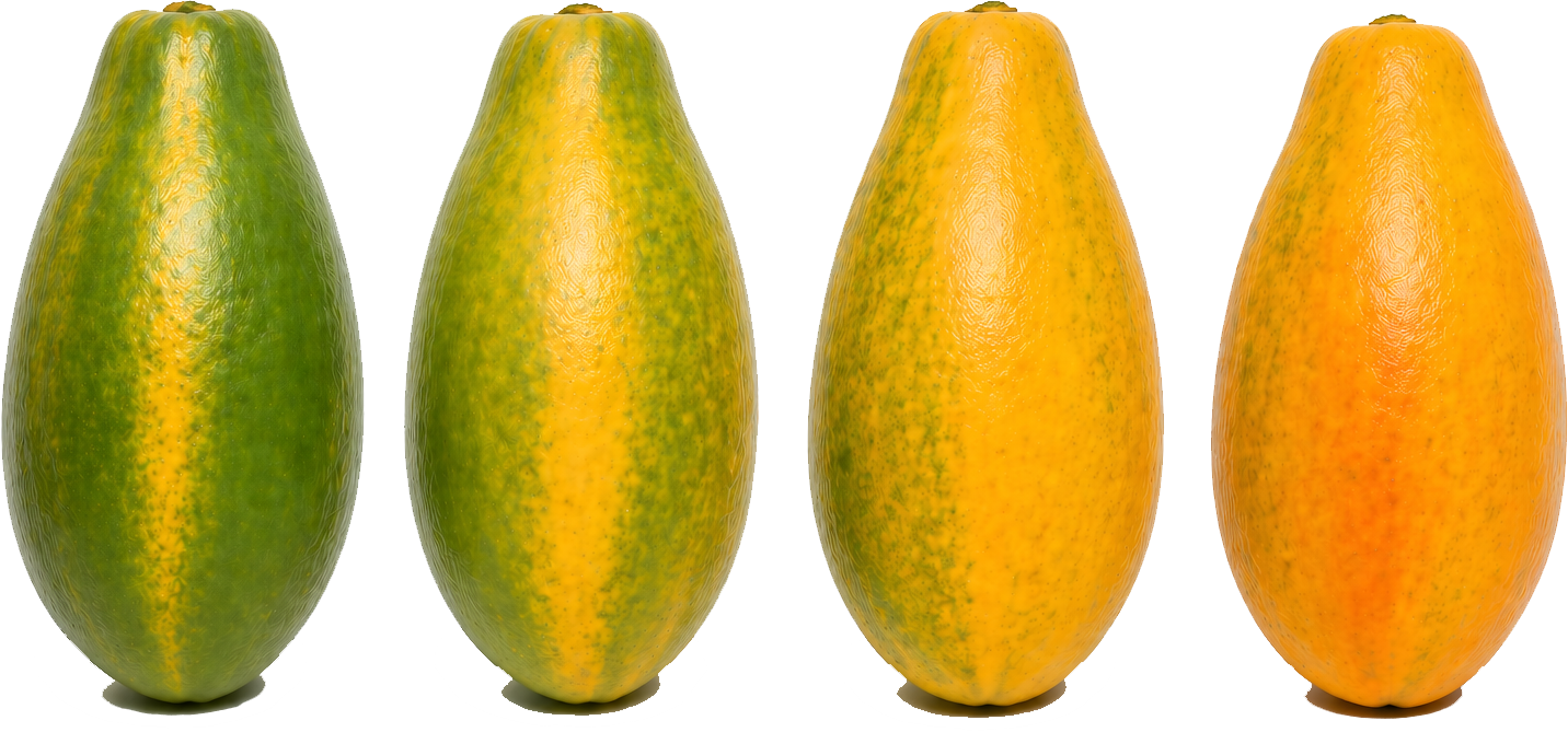 Guía visual de maduración: cuatro papayas en fila que muestran el paso del verde al color ideal — Viva Papaya