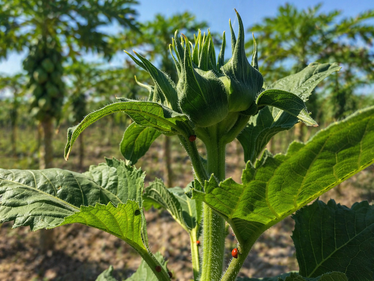 Girasol y control biológico en plantación — Viva Papaya
