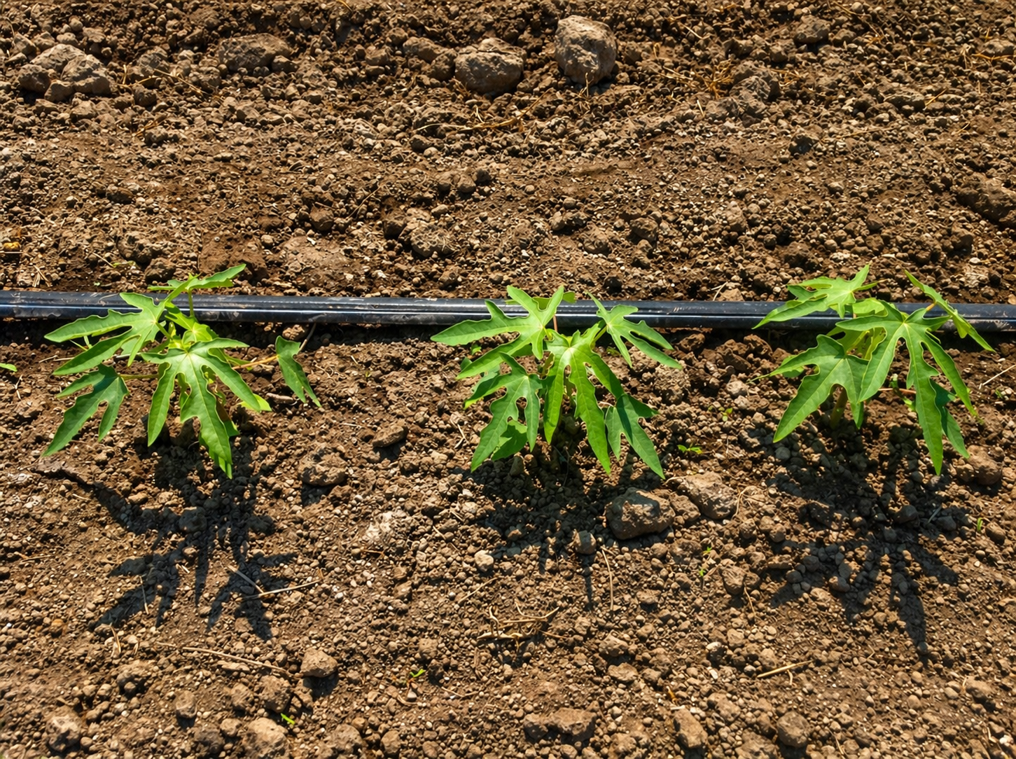 Plantas jóvenes de papaya y riego por goteo — Viva Papaya
