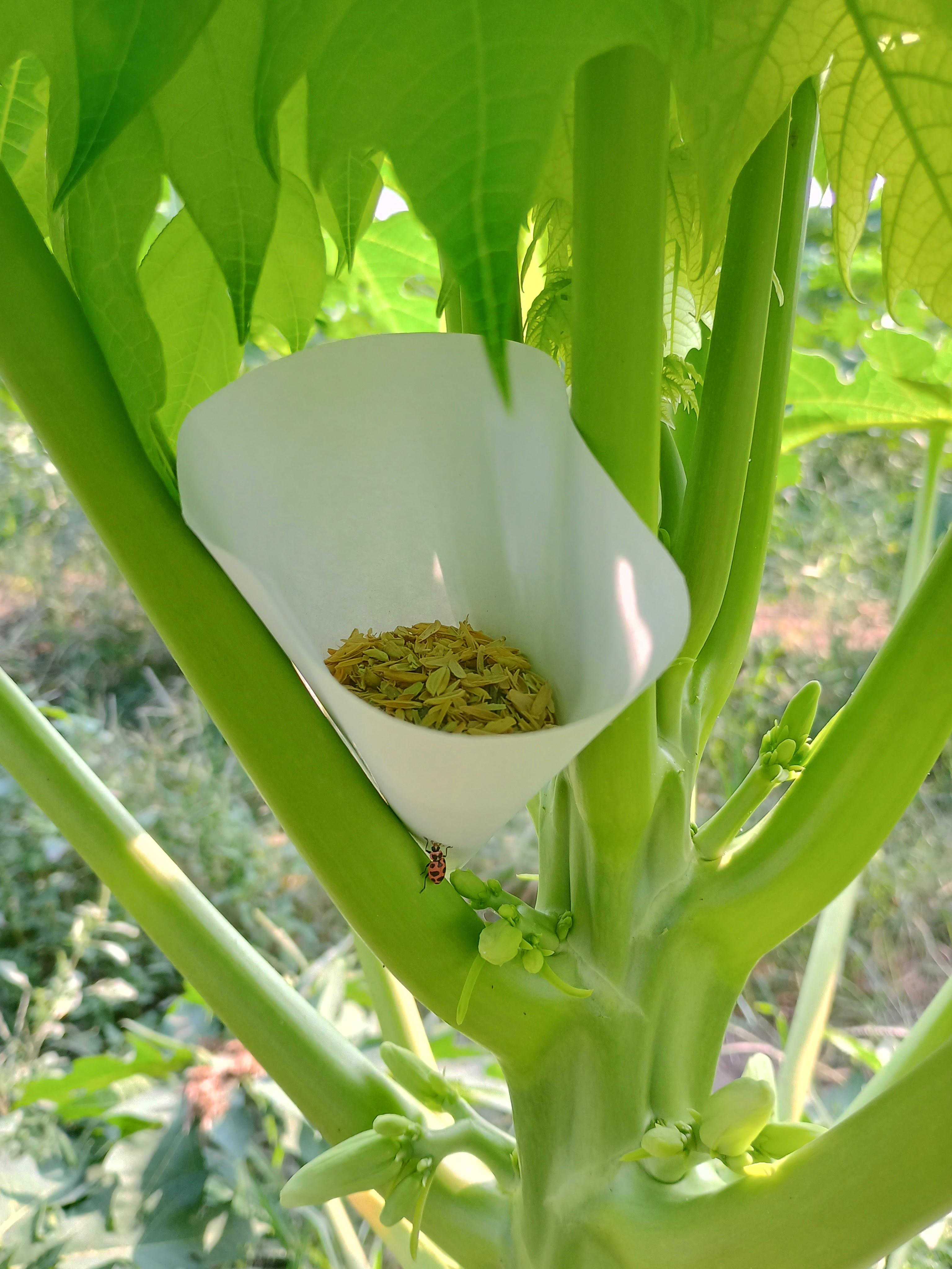Repelente biológico y sanidad en cultivo — Viva Papaya