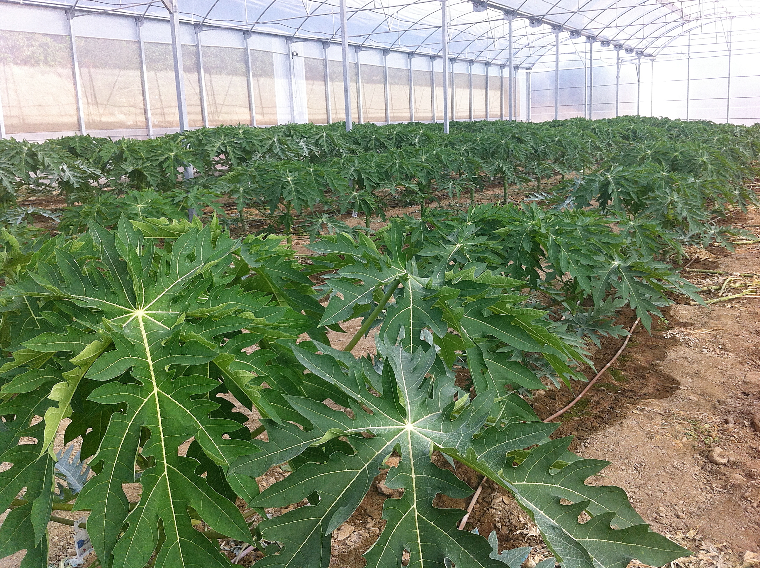 Producción agrícola protegida en invernadero — Viva Papaya