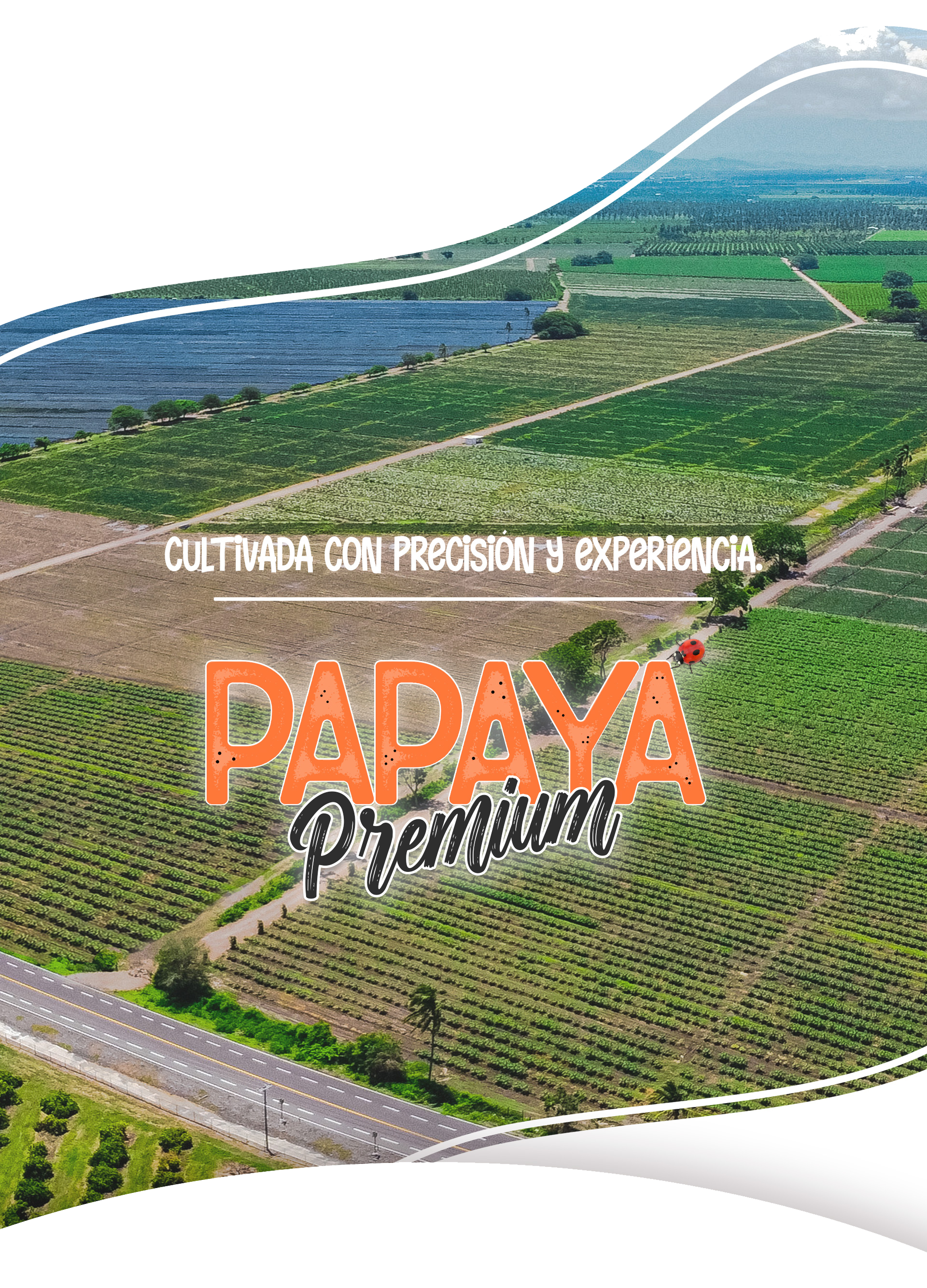 Cultivada con precisión y experiencia — Papaya premium, vista aérea del cultivo — Viva Papaya